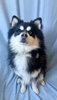 Teddy Bear, a male Pomsky for sale in Nashua, NH – Photo 4 of 6