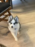 Kenji, a male Pomsky for sale in Nashua, NH – Photo 1 of 2
