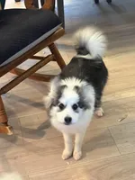 Kenji, a male Pomsky for sale in Nashua, NH – Photo 2 of 2