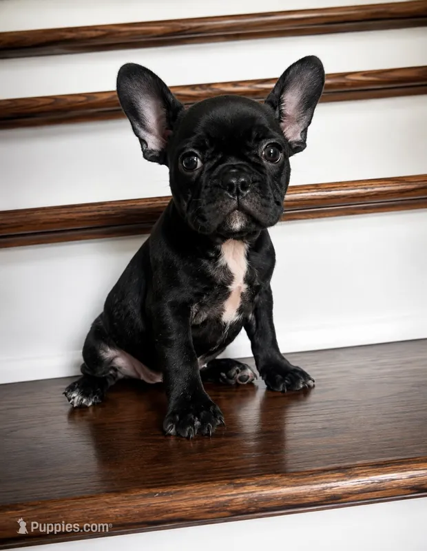 Wednesday  – French Bulldog puppy for sale in New Waverly, TX