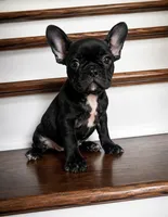 Wednesday , a female French Bulldog for sale in New Waverly, TX – 1 of 1