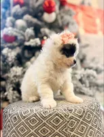 Mike, a male Poodle - Toy  for sale in Inglewood, CA – 2 of 2