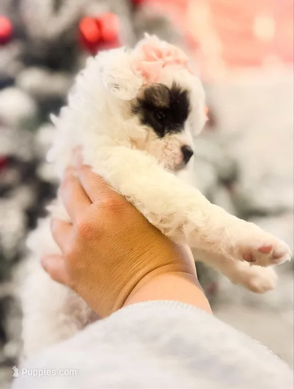 Mike – Poodle - Toy  puppy for sale in Inglewood, CA