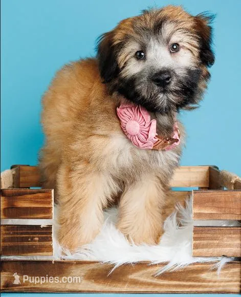 Minni – Soft Coated Wheaten Terrier puppy for sale in Hollywood, FL