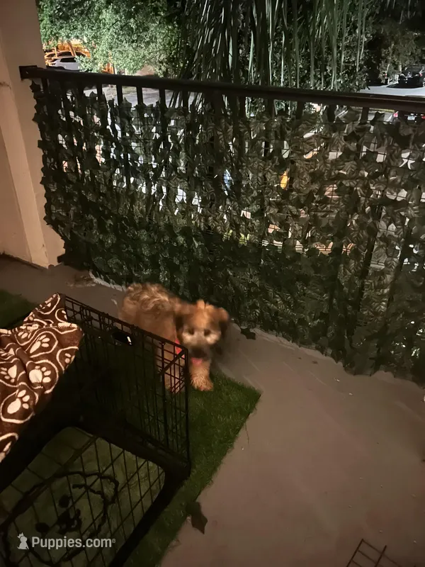 Minni, a female Soft Coated Wheaten Terrier for sale in Hollywood, FL – Photo 1 of 1