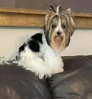 Opie, a male Biewer for sale in Cookeville, TN – Photo 3 of 6