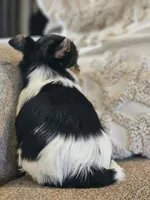 Opie, a male Biewer for sale in Cookeville, TN – Photo 2 of 6