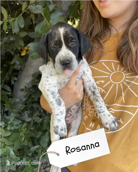 Rosanna – German Shorthaired Pointer, Pointer puppy on hold in Sacramento, CA