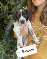 Rosanna, a female German Shorthaired Pointer and Pointer for sale in Sacramento, CA – 1 of 2