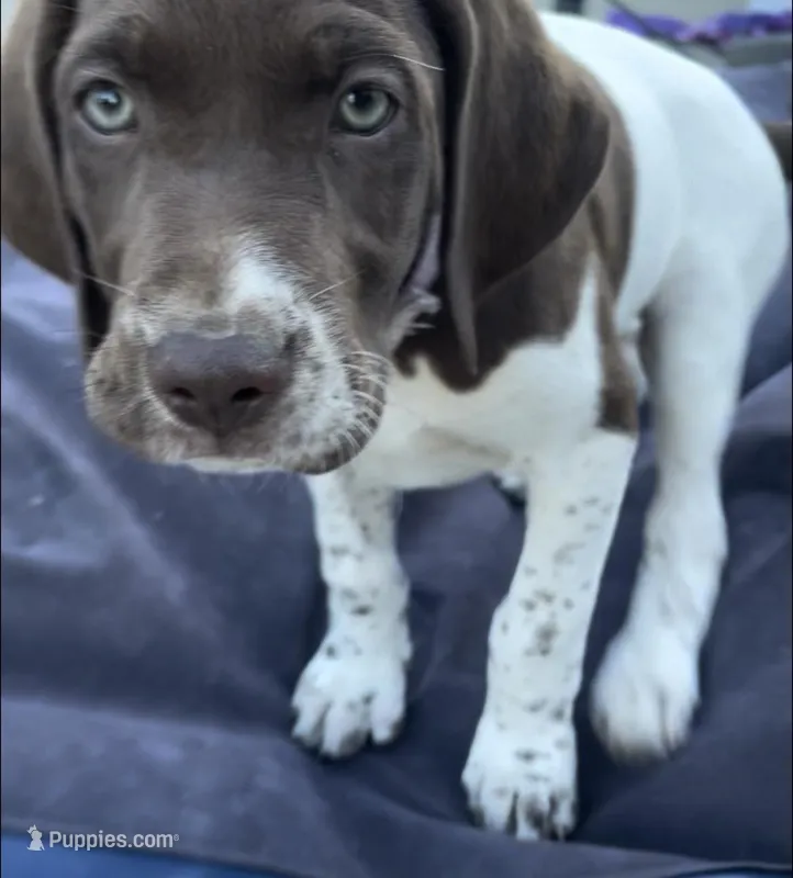 Barbara Ann – German Shorthaired Pointer, Pointer puppy for sale in Sacramento, CA