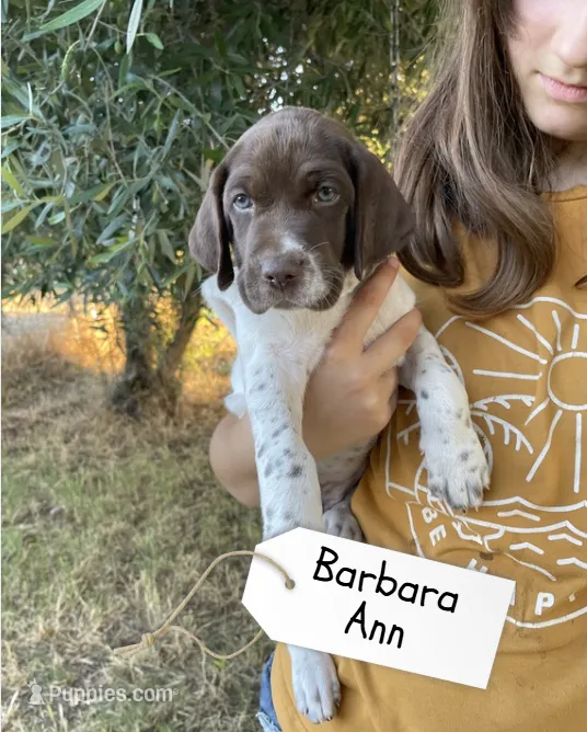 Barbara Ann – German Shorthaired Pointer, Pointer puppy for sale in Sacramento, CA