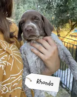 Rhonda, a female German Shorthaired Pointer and Pointer for sale in Sacramento, CA – 2 of 2