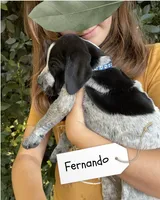 Fernando, a male German Shorthaired Pointer and Pointer for sale in Sacramento, CA – 2 of 3