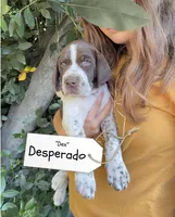 Desperado, a male German Shorthaired Pointer and Pointer for sale in Sacramento, CA – 1 of 2