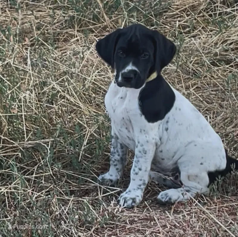 Jolene – German Shorthaired Pointer, Pointer puppy for sale in Sacramento, CA