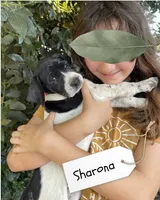 Sharona, a female German Shorthaired Pointer and Pointer for sale in Sacramento, CA – 2 of 3