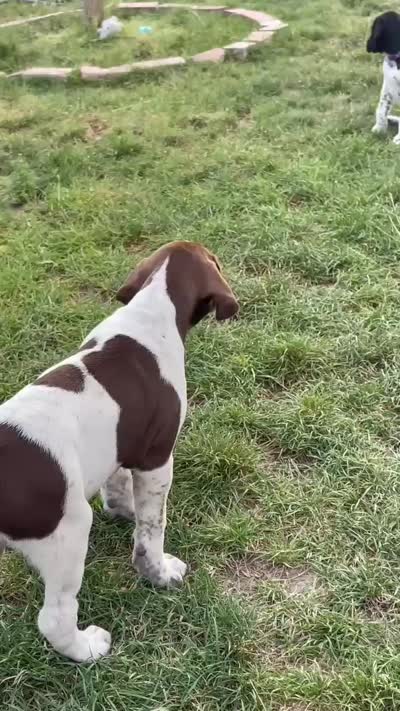 Desperado, a male German Shorthaired Pointer and Pointer for sale in Sacramento, CA – 4 of 4