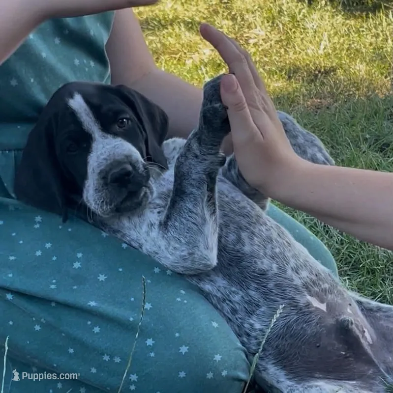 Fernando – German Shorthaired Pointer, Pointer puppy for sale in Sacramento, CA