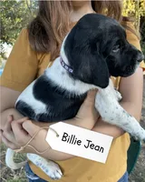Billie Jean, a female German Shorthaired Pointer and Pointer for sale in Sacramento, CA – 3 of 3