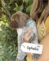 Ophelia "Fifi", a female German Shorthaired Pointer and Pointer for sale in Sacramento, CA – 2 of 3
