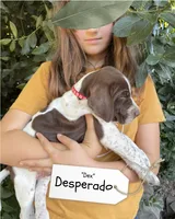 Desperado, a male German Shorthaired Pointer and Pointer for sale in Sacramento, CA – 2 of 2