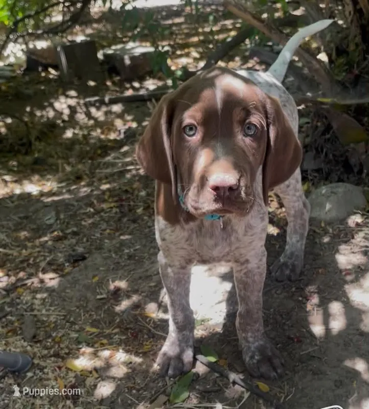 Ophelia "Fifi" – German Shorthaired Pointer, Pointer puppy for sale in Sacramento, CA