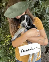 Fernando, a male German Shorthaired Pointer and Pointer for sale in Sacramento, CA – 3 of 3