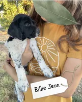 Billie Jean, a female German Shorthaired Pointer and Pointer for sale in Sacramento, CA – 2 of 3