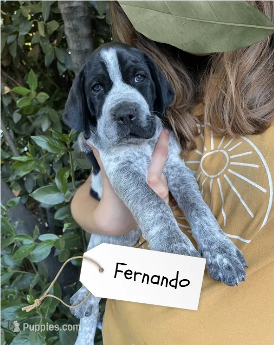 Fernando – German Shorthaired Pointer, Pointer puppy for sale in Sacramento, CA