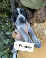 Fernando, a male German Shorthaired Pointer and Pointer for sale in Sacramento, CA – 1 of 3