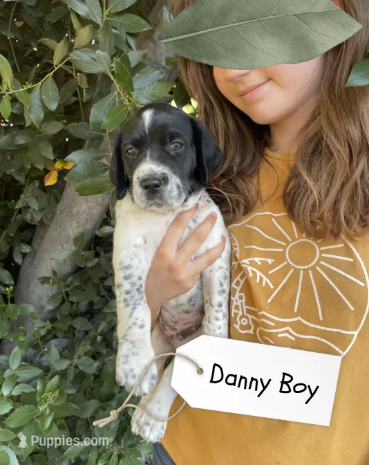 Danny Boy – German Shorthaired Pointer, Pointer puppy for sale in Sacramento, CA