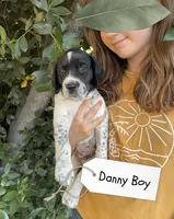 Danny Boy, a male German Shorthaired Pointer and Pointer for sale in Sacramento, CA – 1 of 2