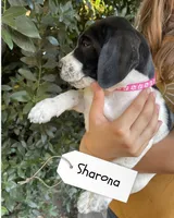 Sharona, a female German Shorthaired Pointer and Pointer for sale in Sacramento, CA – 3 of 3