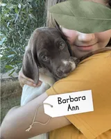 Barbara Ann, a female German Shorthaired Pointer and Pointer for sale in Sacramento, CA – 2 of 3