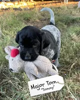 Major Tom "Tommy", a male German Shorthaired Pointer and Pointer for sale in Sacramento, CA – 4 of 4