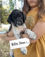 Billie Jean, a female German Shorthaired Pointer and Pointer for sale in Sacramento, CA – 1 of 3