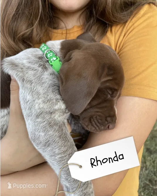Rhonda – German Shorthaired Pointer, Pointer puppy for sale in Sacramento, CA
