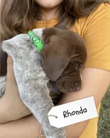 Rhonda, a female German Shorthaired Pointer and Pointer for sale in Sacramento, CA – 1 of 2