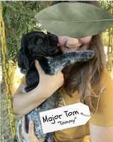 Major Tom "Tommy", a male German Shorthaired Pointer and Pointer for sale in Sacramento, CA – 2 of 4