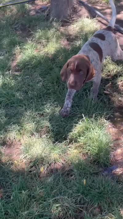 Ophelia "Fifi", a female German Shorthaired Pointer and Pointer for sale in Sacramento, CA – 5 of 6