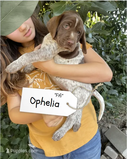 Ophelia "Fifi" – German Shorthaired Pointer, Pointer puppy for sale in Sacramento, CA