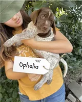 Ophelia "Fifi", a female German Shorthaired Pointer and Pointer for sale in Sacramento, CA – 1 of 3