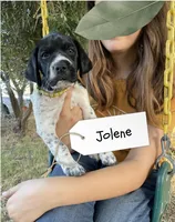 Jolene, a female German Shorthaired Pointer and Pointer for sale in Sacramento, CA – 1 of 2