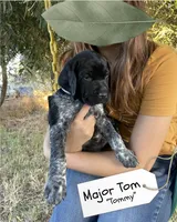 Major Tom "Tommy", a male German Shorthaired Pointer and Pointer for sale in Sacramento, CA – 3 of 4