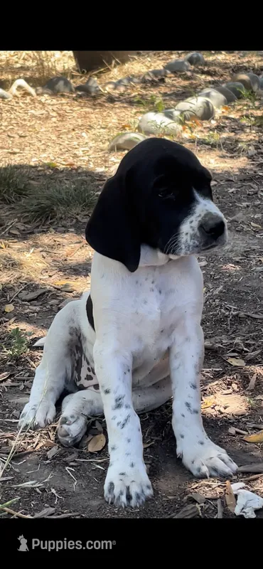 Sharona – German Shorthaired Pointer, Pointer puppy for sale in Sacramento, CA