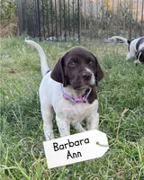 Barbara Ann, a female German Shorthaired Pointer and Pointer for sale in Sacramento, CA – 3 of 3
