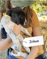 Jolene, a female German Shorthaired Pointer and Pointer for sale in Sacramento, CA – 2 of 2