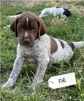Ophelia "Fifi", a female German Shorthaired Pointer and Pointer for sale in Sacramento, CA – 3 of 3