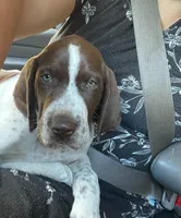 Desperado, a male German Shorthaired Pointer and Pointer for sale in Sacramento, CA – 1 of 4