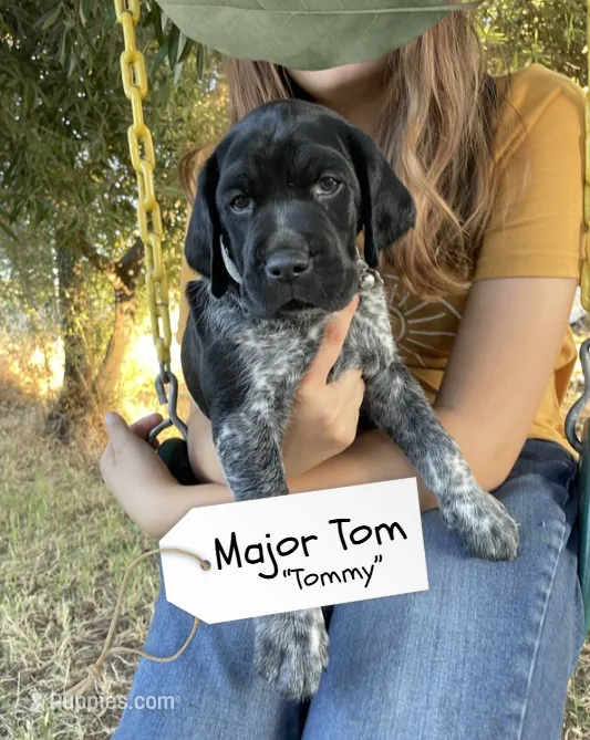 Major Tom "Tommy" – German Shorthaired Pointer, Pointer puppy for sale in Sacramento, CA